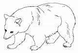 Beruang Mewarnai Tk Bisa Paud Bermanfaat Jiwa Kreatifitas Meningkatkan Semoga Seni sketch template