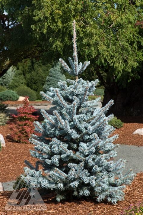 spruce colorado hoopsi blue thetreefarmcom