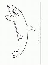 Orca Coloring Print Popular Pages Library Clipart sketch template