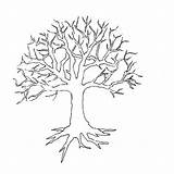 Tree Outline Drawing Clipart Template Bare Library Deciduous sketch template