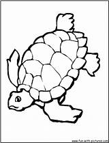 Tortoise Schildpad Kleurplaat Designlooter Kleurplaten sketch template