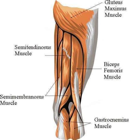 hamstring injury muscle pull muscle pull