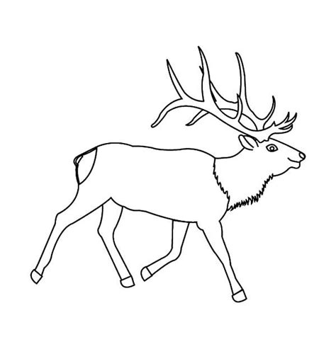 pin  elk coloring pages