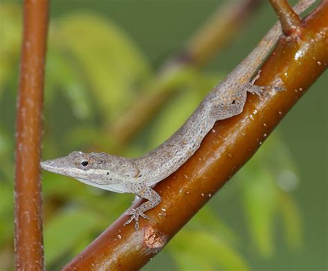 anolis angusticeps  reptile