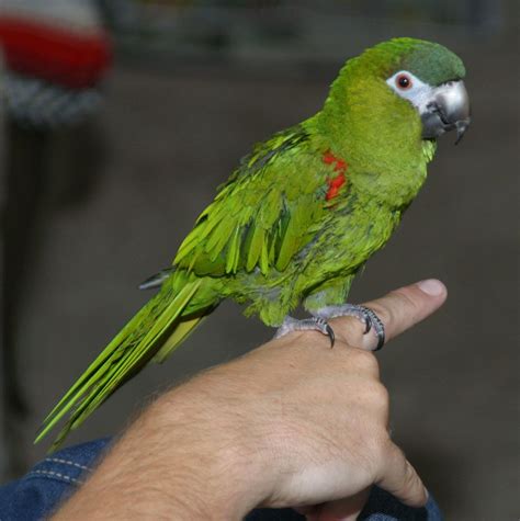 hahns macaws  pets