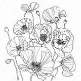 Poppy Coloring Poppies Drawings Drawing Flower Botanical Pages Line Colouring Depositphotos Stock Template Printable Floral Outline Illustration Coquelicot Draw Templates sketch template
