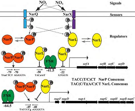 model  narq narp  narx narl regulation   coli  scientific diagram
