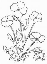 Coloring Poppy Pages Flowers Popular sketch template