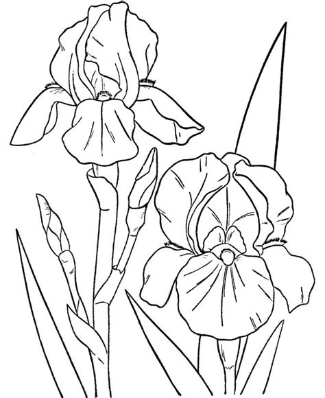 images  coloringlineart botany  pinterest coloring