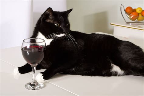You Can Now Buy Non Alcoholic Wine For Your Cat Cat Wine Non