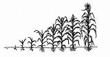 Corn Stages Drawing Growth Crops Maize Diagram Plant Field Purdue Crop Stage Development Growing Entm Extension Edu Paintingvalley Drawings Farming sketch template