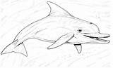 Dolphin Coloring Pages Dolphins Printable Color Kids Colouring Realistic Print Supercoloring Bottlenose Beaked Common Long Clipart Clip Drawing Adults Girls sketch template