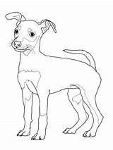 Coloring Pages Dog Pinscher Miniature Puppy Doberman Rottweiler Weimaraner Drawing Printable Schnauzer Sheets Jack Colouring Print Mini Color Weiner Cute sketch template