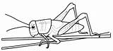 Cavalletta Insetti Grasshopper Coloradisegni Insects Pages2color Stampare sketch template