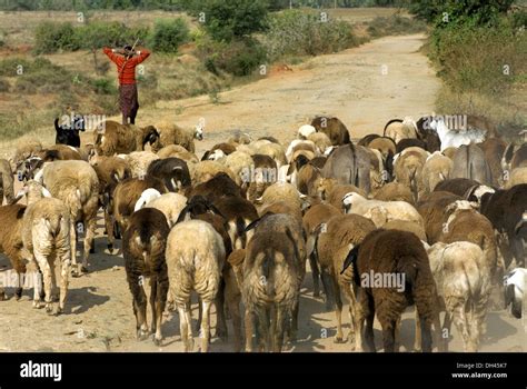 shepherd leading sheep  karnataka india stock photo  alamy