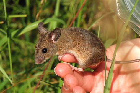harvest mice   marsh east keswick wildlife trust