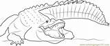 Crocodile Nile Saltwater Crocs Coloringpages101 sketch template