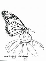 Butterfly Monarch Coloring Drawing Pages Line Getdrawings Getcolorings Print Egg Garden Paintingvalley sketch template