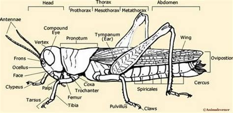 parts   grasshopper diagram google search