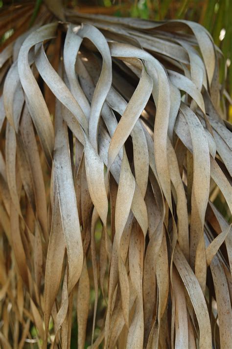 dried palm fronds  archistock  deviantart