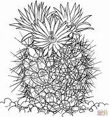 Kakteen Coryphantha Ausmalbilder Kaktus Vivipara Drawing Stacheln Abejero Blumen Desierto Cactos Supercoloring Malvorlage sketch template