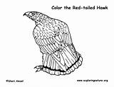 Hawk Coloring Red Tailed Exploringnature sketch template