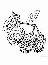 Raspberry Printable Raspberries sketch template