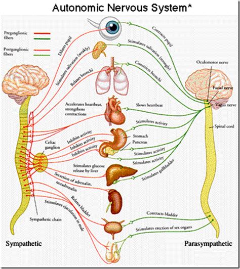 Mms Ans Physiology