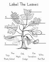 Leaf Coloring Anatomy Dichotomous Identification Sassafras Photosynthesis Alberi Dioecious Separate Worksheeto sketch template