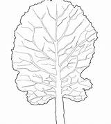 Lettuce Coloring Leaf Drawing Printable Template Paintingvalley Getcolorings Color Pag sketch template