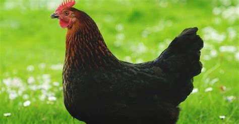 10 best egg laying chicken breeds up to 300 per year