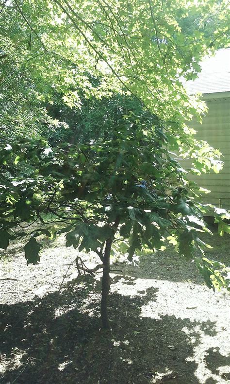 yr  oak tree   backyard  wont grow  taller