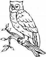 Coloring Pages Owl источник sketch template
