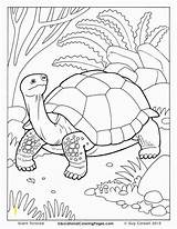 Coloring Hare Tortoise Crayola Unique Divyajanani Worksheet sketch template