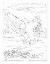 Coloring Northwest Pacific Pages Bird Worksheet Bald Eagle Animals Visit sketch template