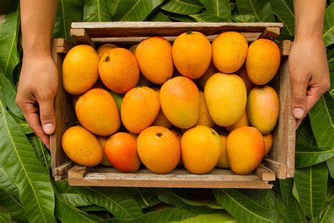 buy   types  mangoes     summer