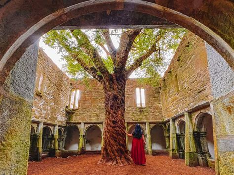 muckross abbey    visit  magical ruins yew tree