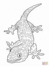 Coloring Iguana Pages Getdrawings sketch template