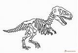 Skelett Dinosaurier Coloringonly Stegosaurus sketch template