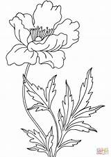 Poppy Coloring Pages Drawing sketch template