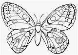Schmetterlinge Ausmalbilder sketch template