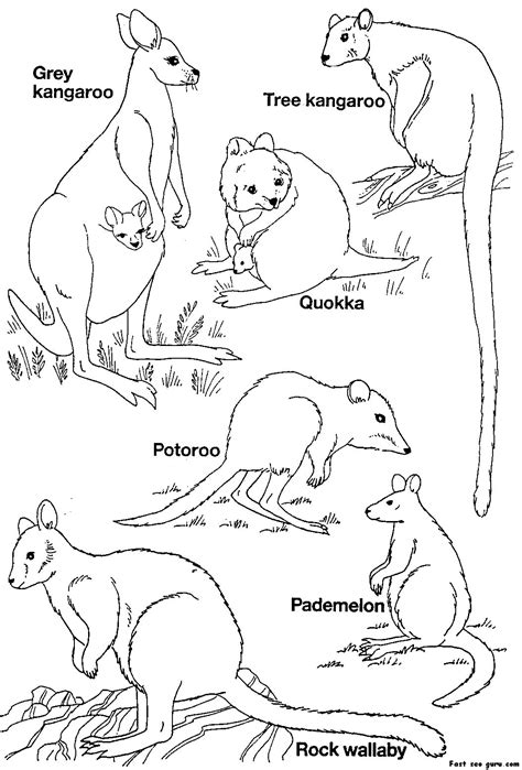 printable australian animals coloring pages printable coloring pages