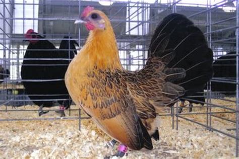 Ginger Red Old English Bantam Chicken Cackle Hatchery®