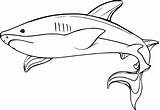 Shark Coloring Pages Whale Drawing Underwater Hammerhead Megalodon Baby Hungry Printable Color Adults Getcolorings Great Paintingvalley Drawings Wecoloringpage Getdrawings Comments sketch template