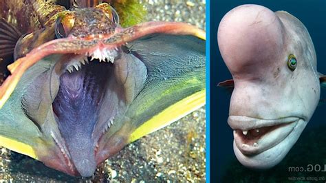 strange creatures    ocean youtube