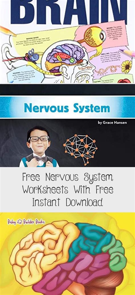 nervous system worksheets   instant   images