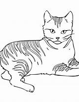Coloring Pages Cat Detailed Getcolorings Color Printable sketch template