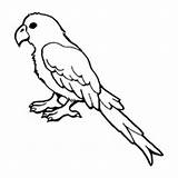 Parakeet Parrot Conure Designlooter sketch template