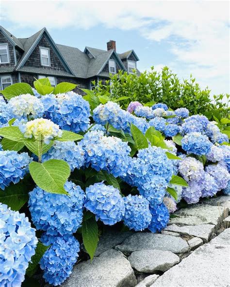 grow big beautiful blue hydrangeas  zhush blue hydrangea