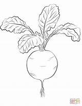 Radish Coloring Pages Red Drawing Printable Colouring Color Kids Radis Supercoloring Vegetable Drawings Paper Easy sketch template